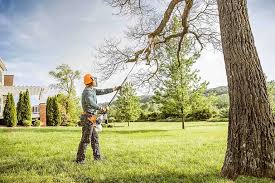 Professional Tree Care in El Campo, TX
