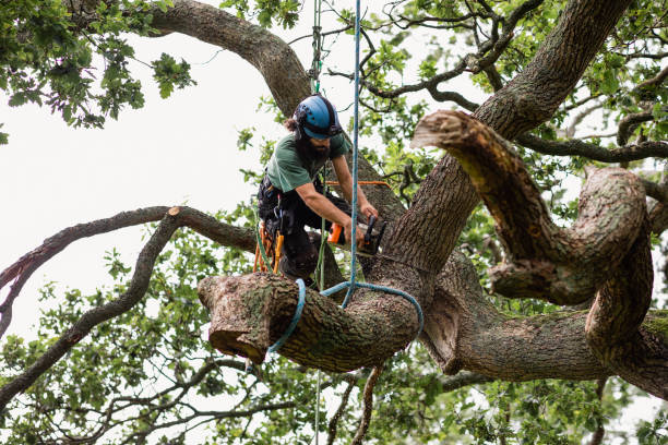 Best Hazardous Tree Removal  in El Campo, TX
