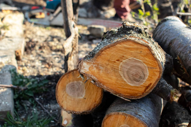 How Our Tree Care Process Works  in  El Campo, TX
