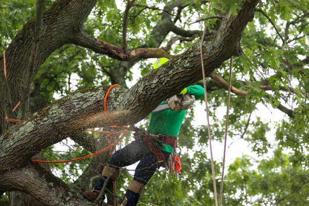 Best Emergency Tree Removal  in El Campo, TX